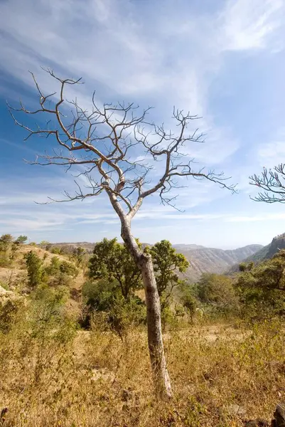 Chikhaldara 'daki Gavilgad kalesinde manzara ve tek ağaç; Amravati ilçesi; Maharashtra; Hindistan