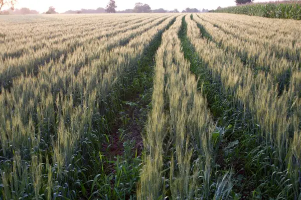 stock image Wheat farm, nagpur, maharashtra, india, asia