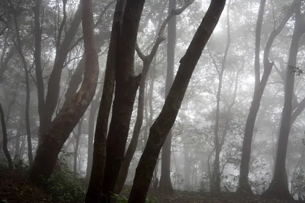 Hill İstasyonu, Matheran, Maharashtra, Hindistan 'daki Muson mevsiminde orman manzarası 