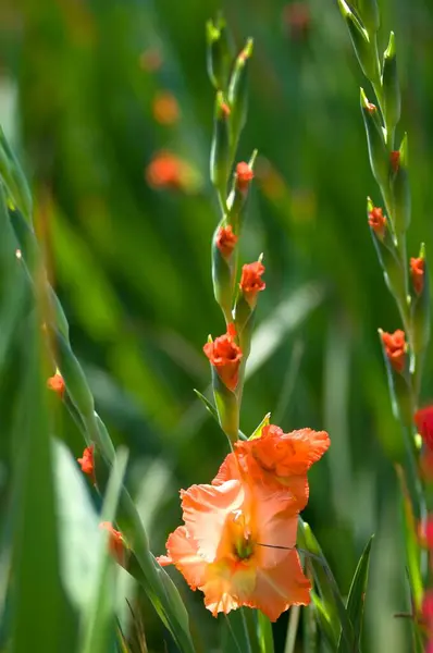 stock image Gladiolus flowers in Midnapur, West Bengal, India 