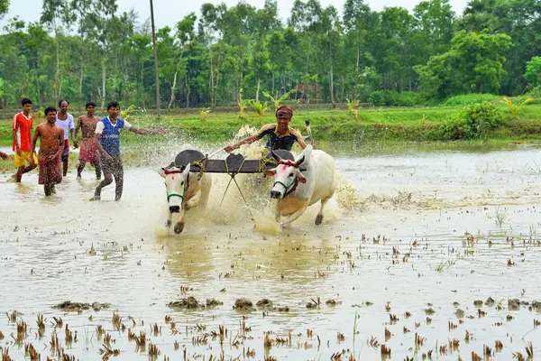 Moichara sığır yarışı festivali Herobhanga Köyü, Batı Bengal, Hindistan, Asya