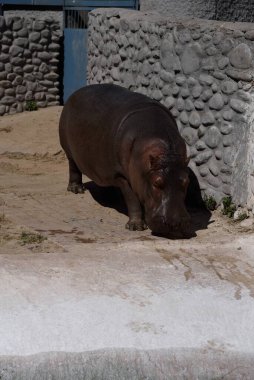 Hippopotamus at Mahendra Choudhary Zoo, Patiala, Punjab, India, Asia clipart