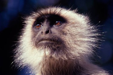 Langur maymun suratlı, yakın çekim.