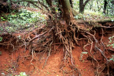 Ormandaki Toprak Erozyonu