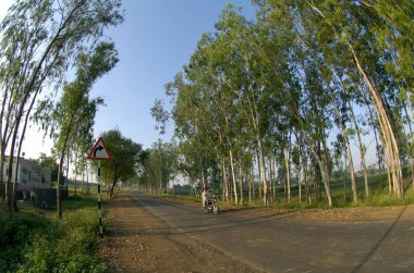 Pune yakınlarındaki Ralegan Siddhi 'de okaliptüs ağacı fidanı; Maharashtra; Hindistan