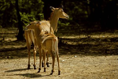 Nilgai (Boselaphus tragocamelus) , Sariska wildlife sanctuary , Rajasthan , India  clipart