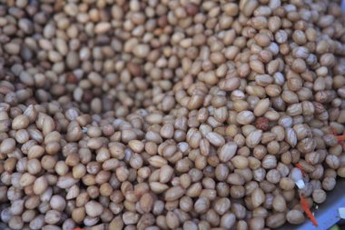 Fıstık, Kodaikanal, Tamil Nadu, Hindistan 