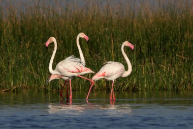 daha büyük flamingo, nalsarovar, Gujarat, Hindistan, Asya 
