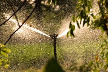 Fıskiye sulama; Padhegaon; Ahmadnagar; Maharashtra; Hindistan Şubat-2009