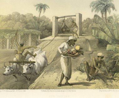 Koloni Kızılderili resimleri, bahçemiz, Hindistan.