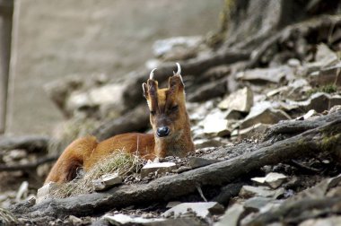 Barking Deer or The Muntjac Hindi Name (Kakkad kakar) , Latin Name (Muntiacus Muntjak) clipart