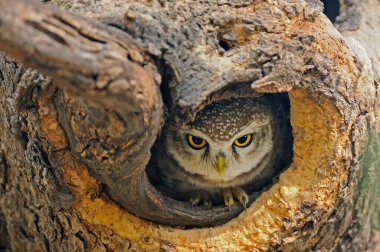Ranthambhore Milli Parkı 'ndaki bir ağaç deliğinde görülen Baykuş Athene Brama