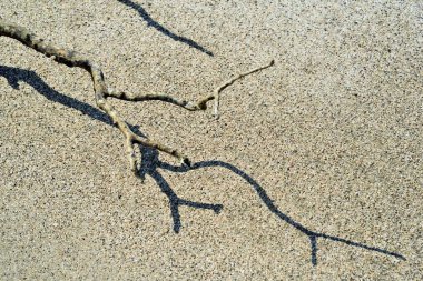 Twig shadow on beach, Gholvad, Maharashtra, India, Asia  clipart