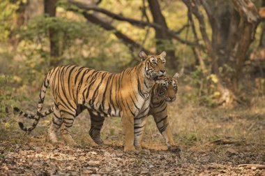 Bengal Kaplanı Ranthambhore Milli Parkı, Rajasthan, Hindistan, Asya