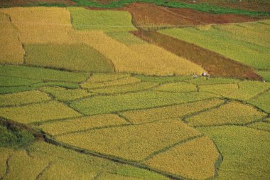 Fields, Dirang Village, Arunachal Pradesh, Hindistan 