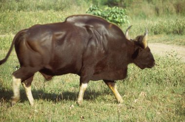 male gaur or indian bison bos gaurus at kanha national park , jabalpur , madhya pradesh , india clipart