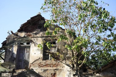 Peepal Tree, Banganga, Walkeshwar, Bombay Mumbai, Maharashtra, Hindistan, 9 Nisan 2009 