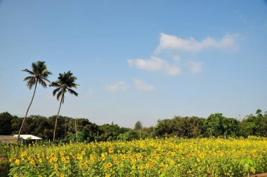 Ayçiçeği tarlaları, Umarsadi, Valsad, Gujarat, Hindistan, Asya