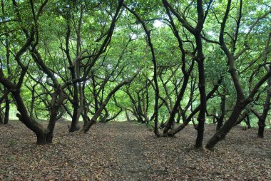 Chikoo bitkileri, Bordi, Palghar, Maharashtra, Hindistan 