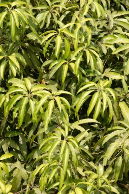 Mango ağacı (Mangifera indica); Raigad bölgesi; Maharashtra; Hindistan