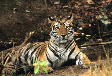 Tiger resting in Bandhavgarh National Park, Madhya Pradesh, India clipart