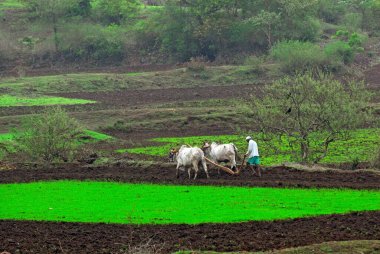 Çeltik tarlasında öküzleri süren çiftçi; Shahapur; Thane; Maharashtra; 4-Temmuz-2009