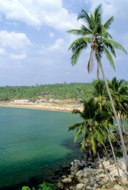 Hindistan cevizleri altın kumları, kovalam plajlarını, keralaları, Hindistan 'ı süslüyor.