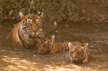 Hindistan 'ın Ranthambhore kaplan rezervinde sıcak bir yaz gününde iki genç yavrusuyla birlikte serinleyen vahşi Hint ya da Bengal kaplanı. 