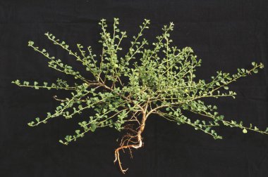 malvaceae sida cordata, Hindistan 