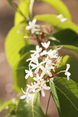 Botanik adı Holarrhena ergenler, Apocynaceae zakkum ailesi, yaygın adı Tellicherry bark.  