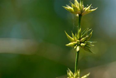 Dang orman bölgesinde bambu ağaçları Waghai Ahwa Dang
