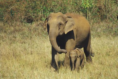 Fil ve buzağı, fil Maximus.