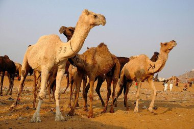 Camels for sale in Pushkar fair, Rajasthan, India  clipart