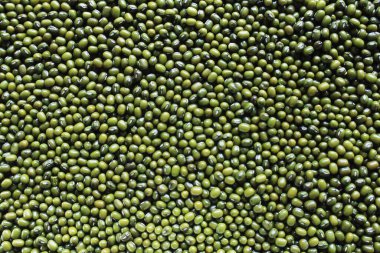 Moong, Mumbai, Hindistan, Asya 'ya yakın.