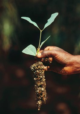 Okaliptüs okaliptüs globulus, Hindistan