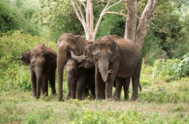 Filler Maximus, Haydutlar Ulusal Parkı, Karnataka, Hindistan 