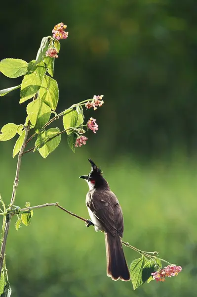 stock image Birds, Red whiskered bul bul (pycnonotus jocosus), Bangalore, karnataka, india 