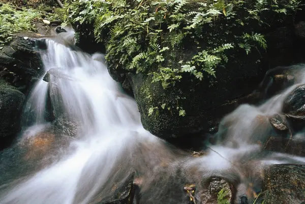 Batı Ghat, Kerala, Hindistan 'da Akıntı