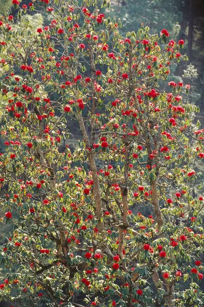 stock image Rhododendron Flowers, ranikhet, uttaranchal, india  