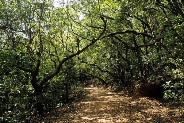 stock image Road through forest of Matheran ; district Raigad ; Maharashtra ; India ; Asia