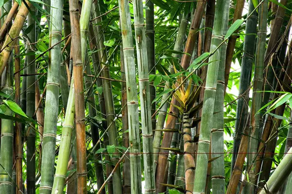 stock image Clamp of bamboo botanical garden, shibpur, Calcutta Kolkata, west Bengal, India 