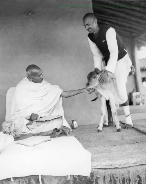 Stock image Mahatma Gandhi fondling a newborn four hours old calf, with ashramite Balwant Singh, who was in charge of the dairy farm at Sevagram Ashram, 1939   