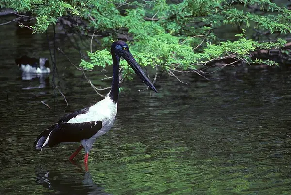 stock image Bird, Black-necked Stork (Ephippiorhynchus asiaticus) , Bharatpur bird sanctuary, Rajasthan , India