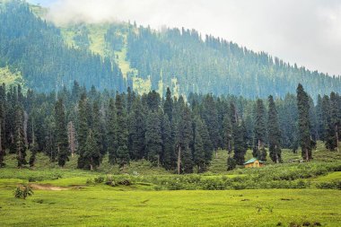Çayırlar ve çam ağaçları, Doodhpathri, Budgam, Kashmir, Hindistan, Asya 