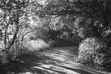 Orman yolunda gün ışığı Matheran Maharashtra Hindistan Asya 