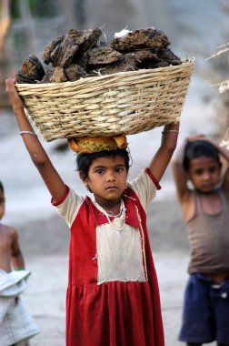 Ajanthi köyü, Hinganghat taluka, Wardha ilçesi, Maharashtra, Hindistan 'da kafasında gübre olarak kullanılan kurutulmuş inek gübresi taşıyan genç bir kız. 