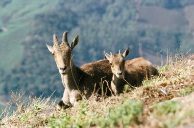 Nilgai ve Genç Boselaphus tragocamelus, Ooty, Tamil Nadu, Hindistan