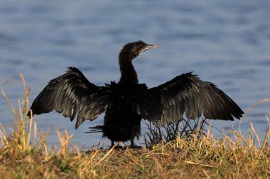 Küçük karabatak, thol, Gujarat, Hindistan, Asya