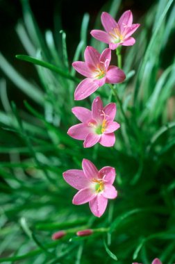 Yeşil arkaplanda zambaklar bulanık Hindistan