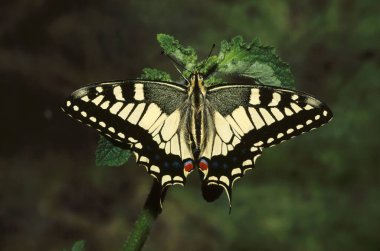 Böcek, Kelebek, Hindistan, Himalaya Sarı Kırlangıç Papilio Machaon 